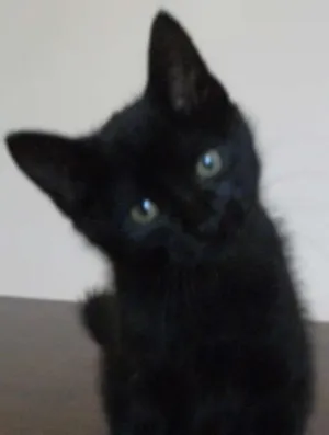 Gato raça SRD idade 2 a 6 meses nome PUPY