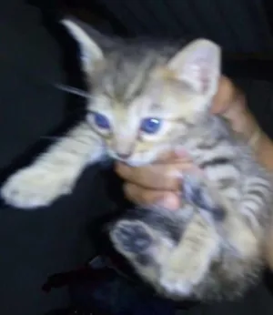Gato raça SRD idade Abaixo de 2 meses nome Filhotinhos