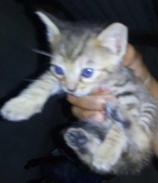 Gato ra a SRD idade Abaixo de 2 meses nome Filhotinhos