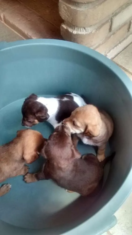 Cachorro raça sem raça definida idade Abaixo de 2 meses nome ainda sem nome