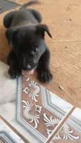 Pantera