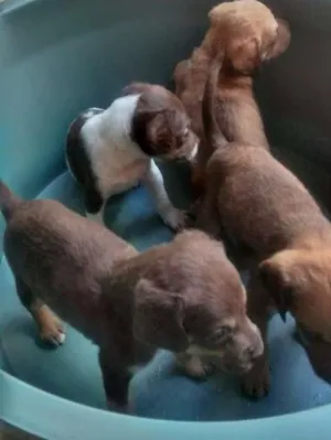 Cachorro raça sem raça definida idade Abaixo de 2 meses nome ainda sem nome
