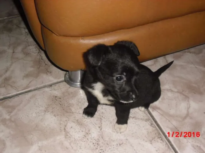 Cachorro ra a SRD idade Abaixo de 2 meses nome LAURINHA