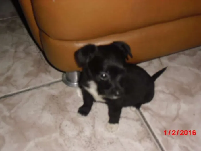Cachorro ra a SRD idade Abaixo de 2 meses nome LAURINHA