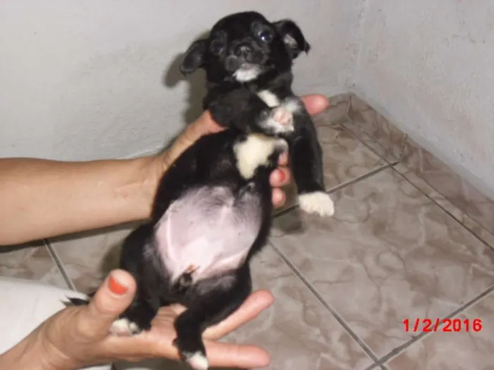 Cachorro ra a SRD idade Abaixo de 2 meses nome LAURINHA