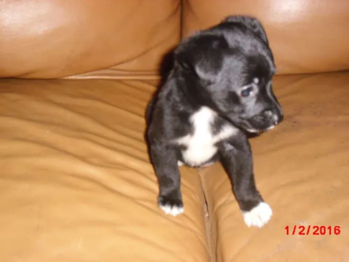 Cachorro ra a SRD idade Abaixo de 2 meses nome LAURINHA