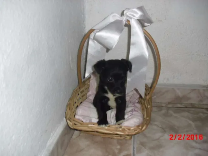 Cachorro ra a SRD idade Abaixo de 2 meses nome LAURINHA