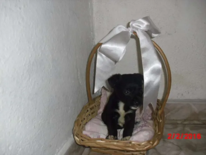 Cachorro ra a SRD idade Abaixo de 2 meses nome LAURINHA
