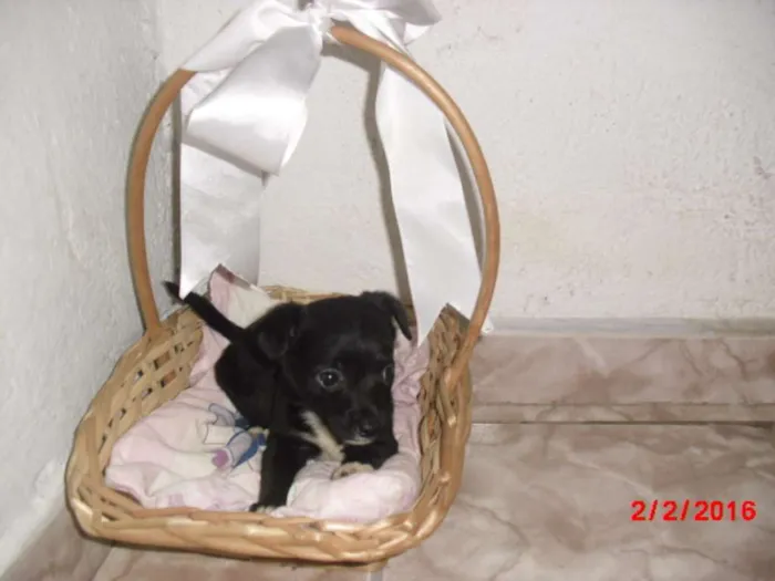 Cachorro ra a SRD idade Abaixo de 2 meses nome LAURINHA