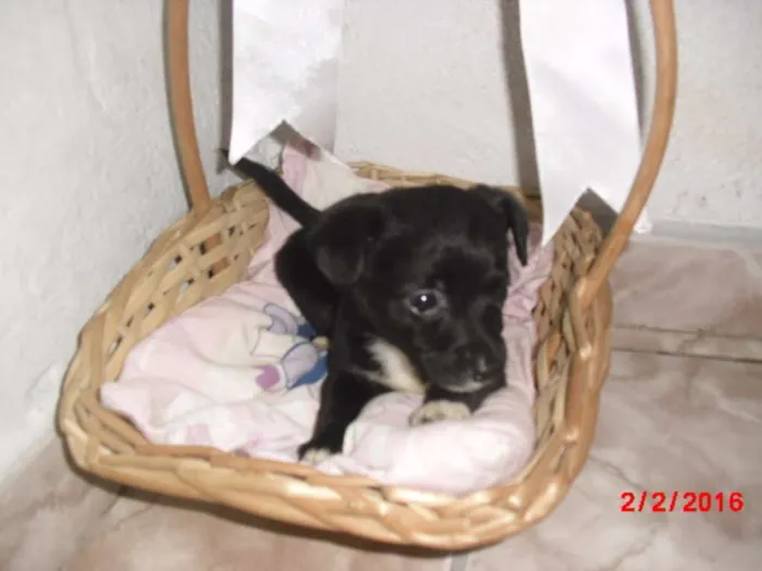 Cachorro ra a SRD idade Abaixo de 2 meses nome LAURINHA