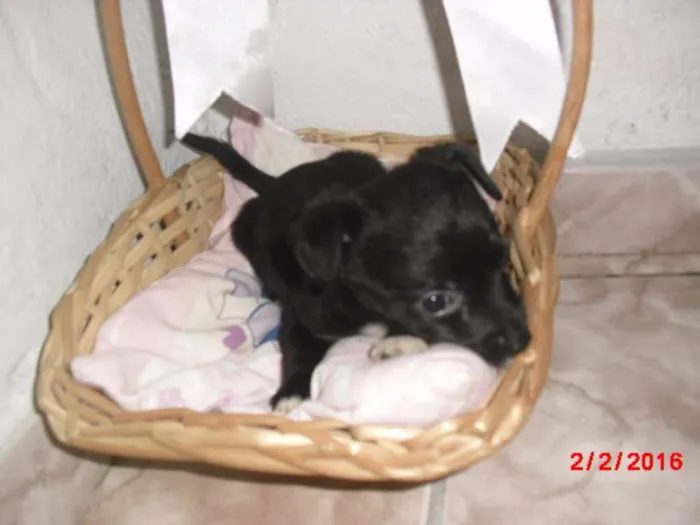 Cachorro ra a SRD idade Abaixo de 2 meses nome LAURINHA