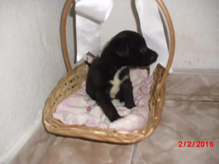 Cachorro ra a SRD idade Abaixo de 2 meses nome LAURINHA