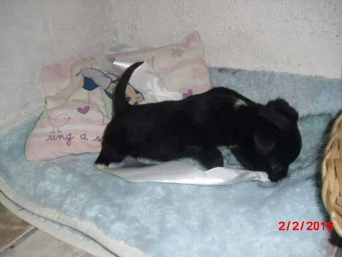 Cachorro ra a SRD idade Abaixo de 2 meses nome LAURINHA