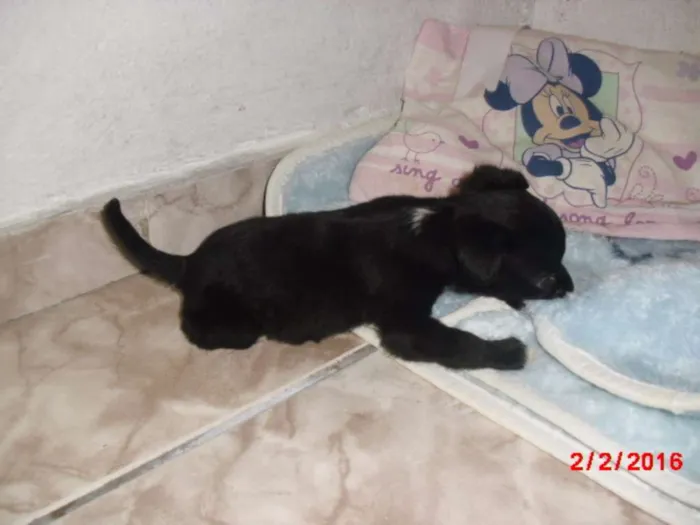 Cachorro ra a SRD idade Abaixo de 2 meses nome LAURINHA
