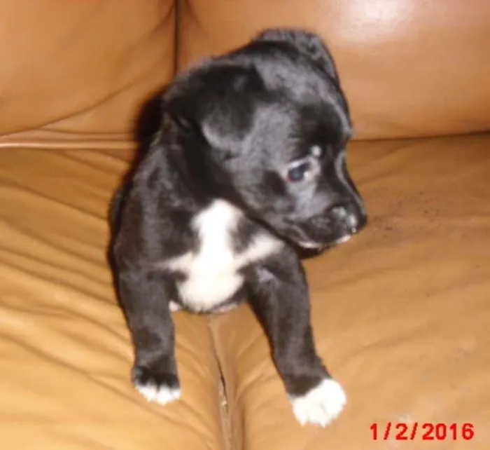 Cachorro ra a SRD idade Abaixo de 2 meses nome LAURINHA