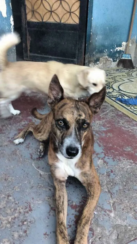 Cachorro raça vira lata  idade 2 anos nome Marrozinho 