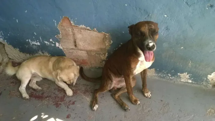 Cachorro raça vira lata  idade 2 anos nome Marrozinho 