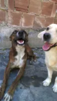 Marrozinho 