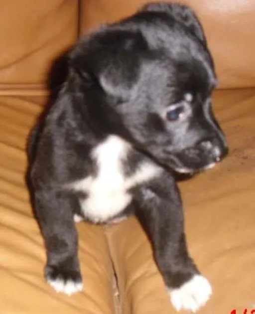 Cachorro ra a SRD idade Abaixo de 2 meses nome LAURINHA
