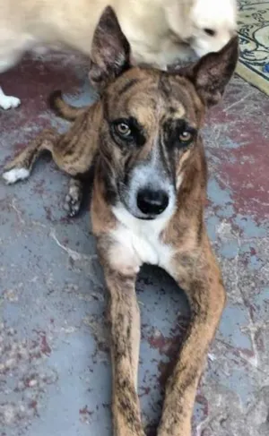Cachorro raça vira lata  idade 2 anos nome Marrozinho 