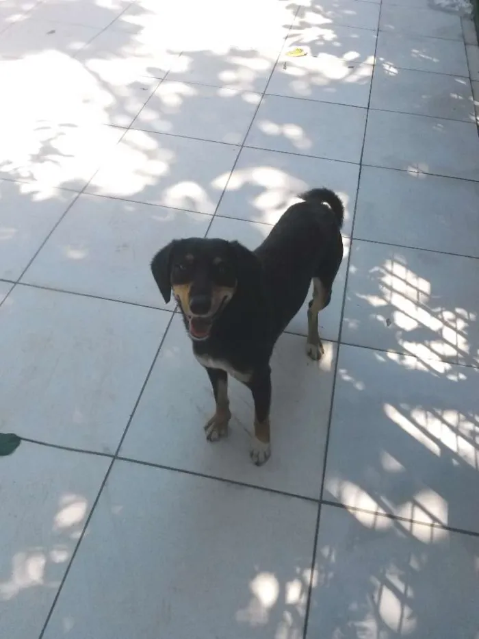 Cachorro ra a SRD idade 2 anos nome Neguinha