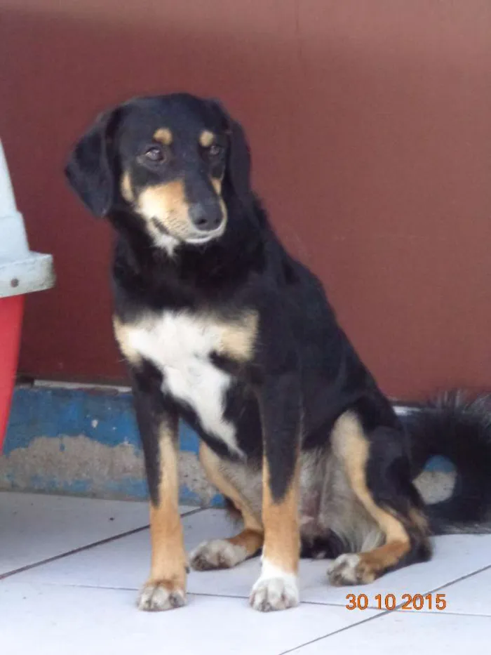Cachorro ra a SRD idade 2 anos nome Neguinha
