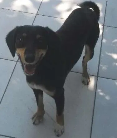 Cachorro ra a SRD idade 2 anos nome Neguinha