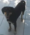 Neguinha