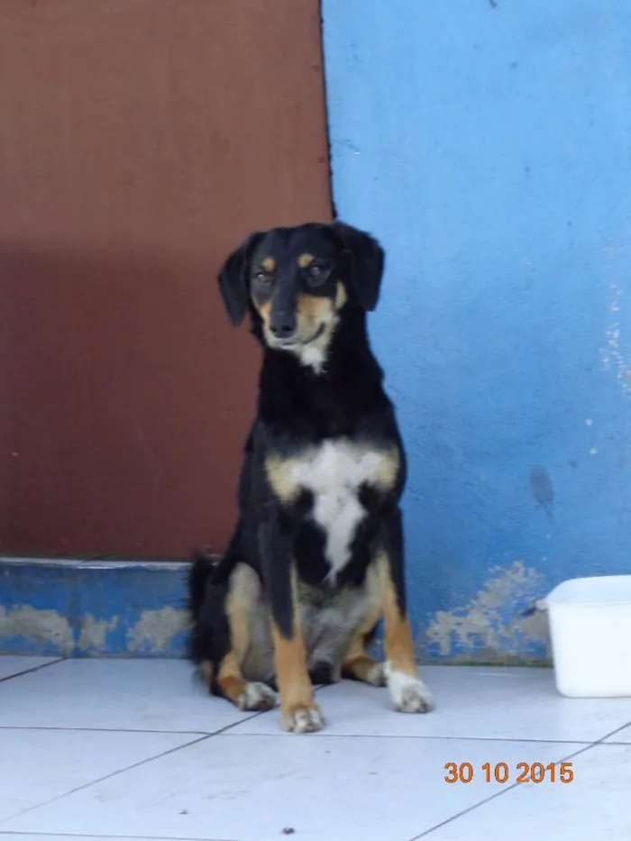 Cachorro ra a SRD idade 2 anos nome Neguinha