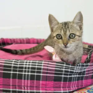 Gato raça SRD idade 2 a 6 meses nome Tigrinha
