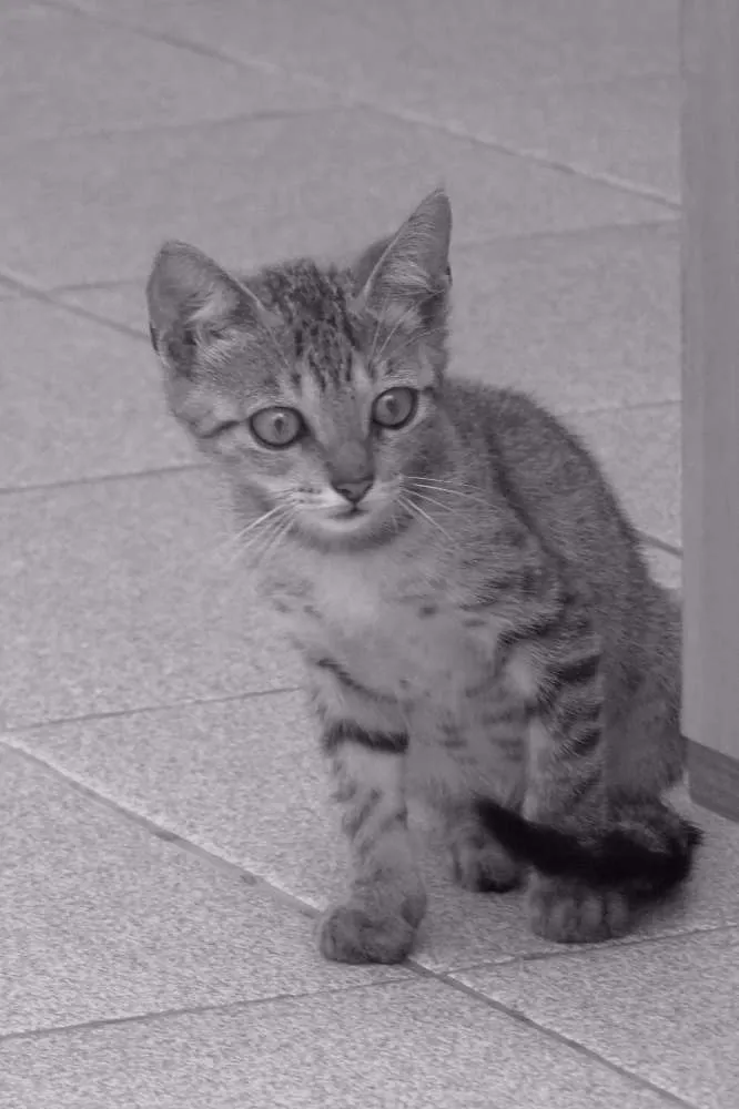 Gato ra a SRD idade 2 a 6 meses nome Tigrinha