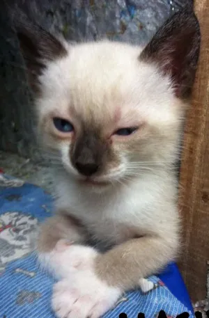 Gato raça  idade Abaixo de 2 meses nome ADOÇÃO