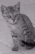 Tigrinha