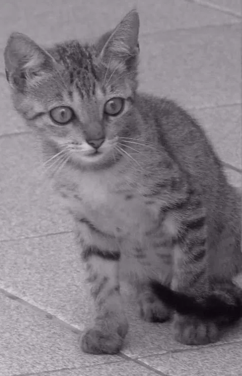 Gato ra a SRD idade 2 a 6 meses nome Tigrinha