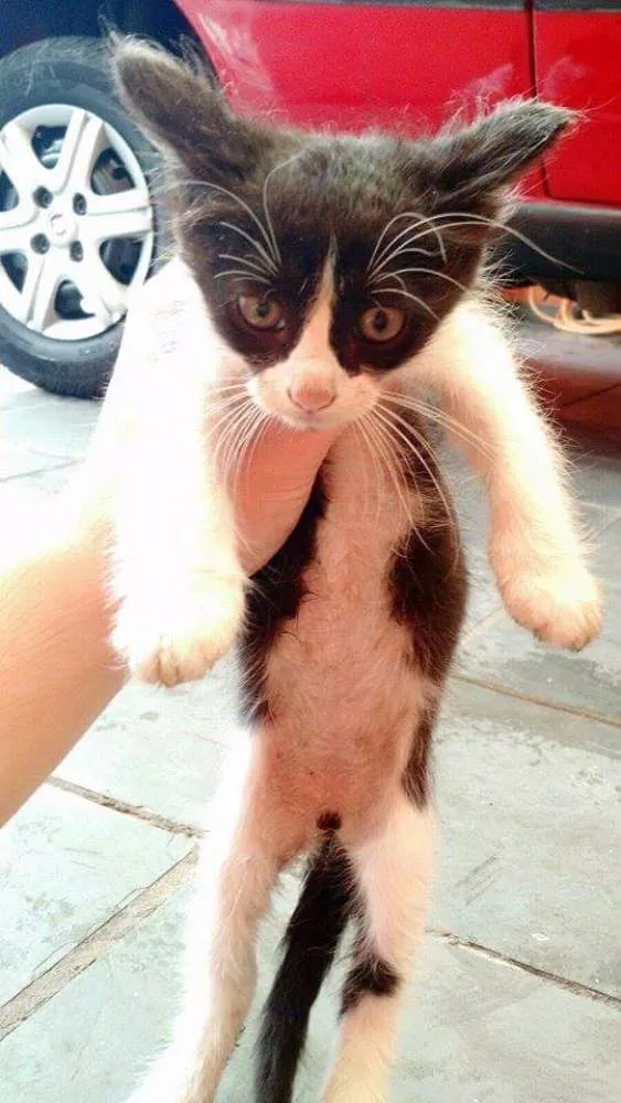 Gato ra a Não definido idade 2 a 6 meses nome Não definido