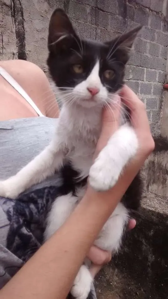 Gato ra a Não definido idade 2 a 6 meses nome Não definido