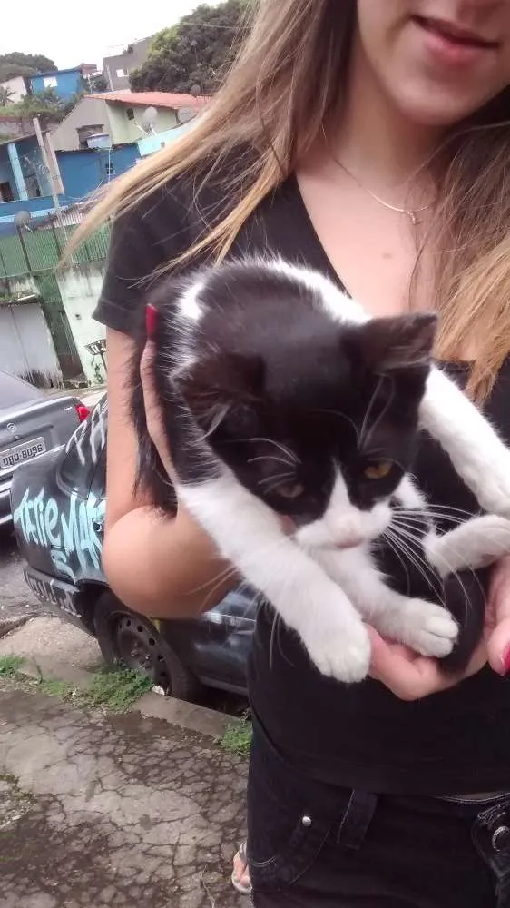 Gato ra a Não definido idade 2 a 6 meses nome Não definido