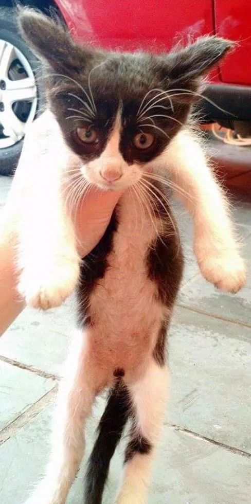 Gato ra a Não definido idade 2 a 6 meses nome Não definido