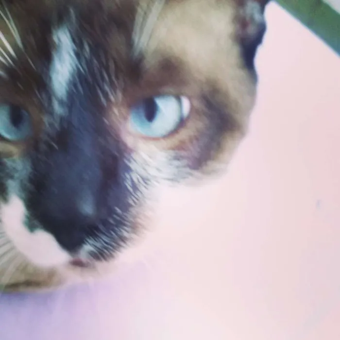 Gato ra a Siamês idade 7 a 11 meses nome Poney