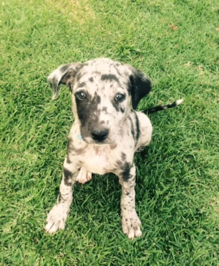 Cachorro ra a SRD idade 2 a 6 meses nome Flocos
