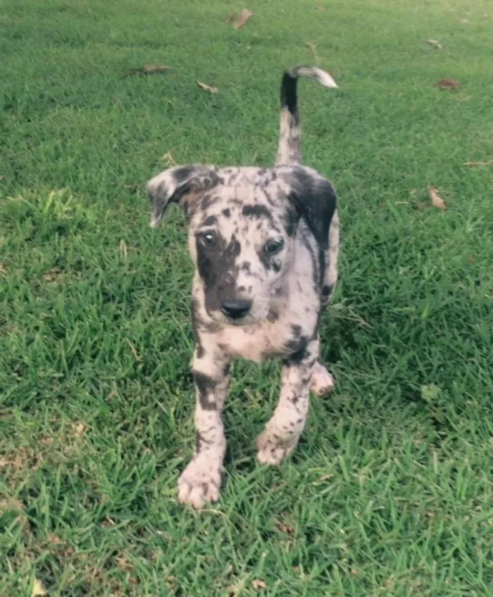Cachorro ra a SRD idade 2 a 6 meses nome Flocos