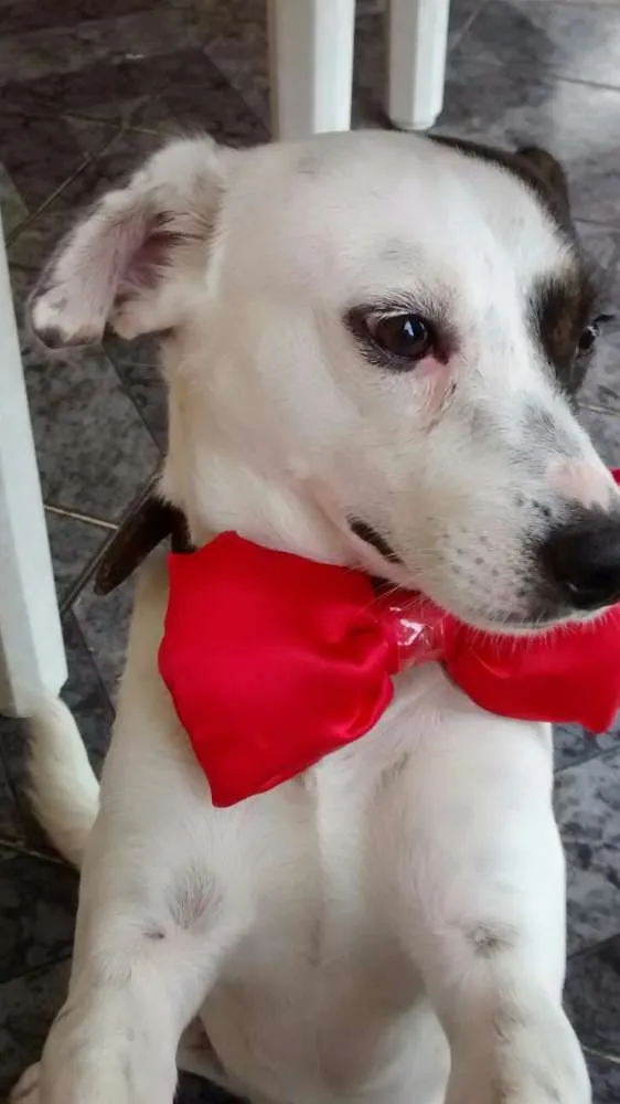 Cachorro ra a Vira-Lata idade 3 anos nome Milk