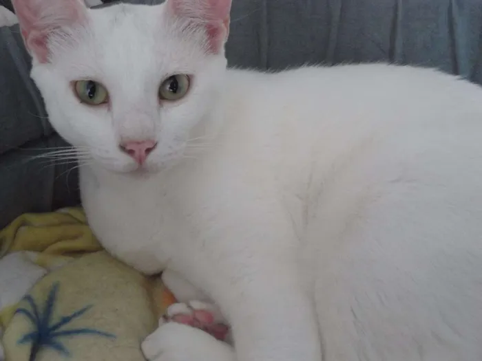 Gato ra a Indefinida idade 1 ano nome Eros