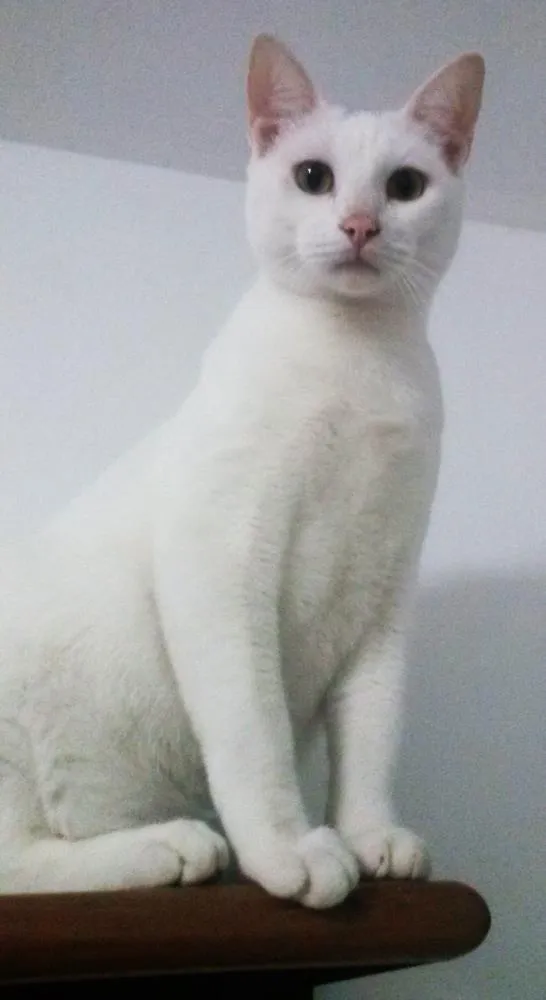 Gato ra a Indefinida idade 1 ano nome Eros