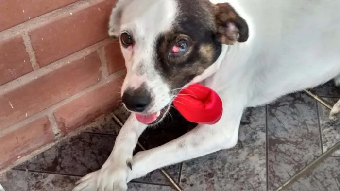 Cachorro ra a Vira-Lata idade 3 anos nome Milk