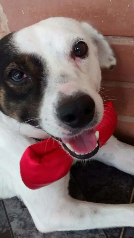 Cachorro ra a Vira-Lata idade 3 anos nome Milk