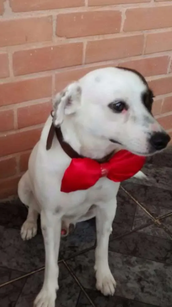 Cachorro ra a Vira-Lata idade 3 anos nome Milk