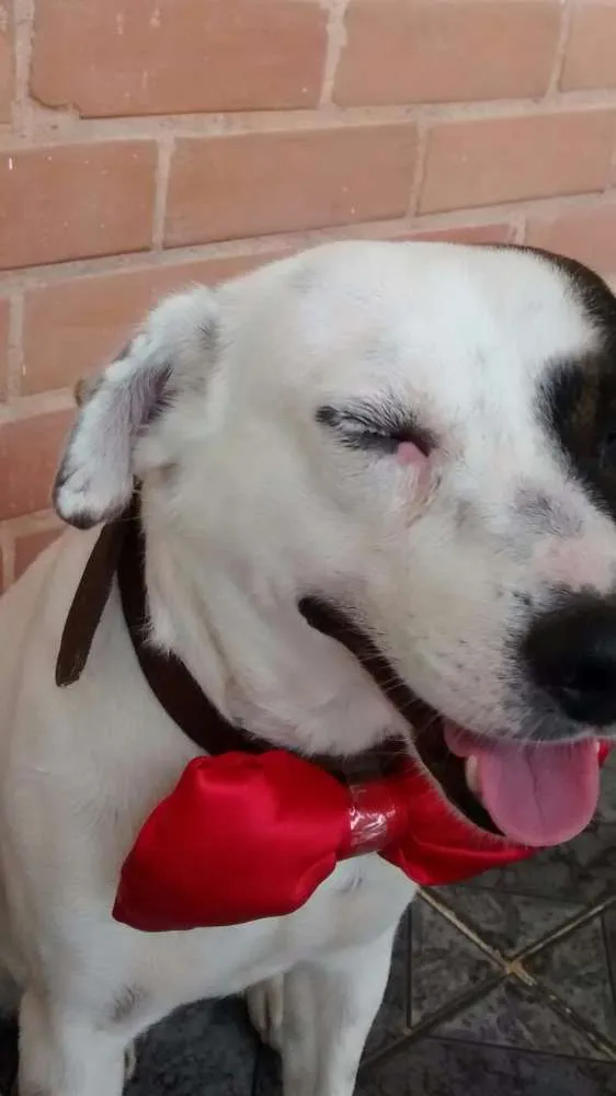Cachorro ra a Vira-Lata idade 3 anos nome Milk