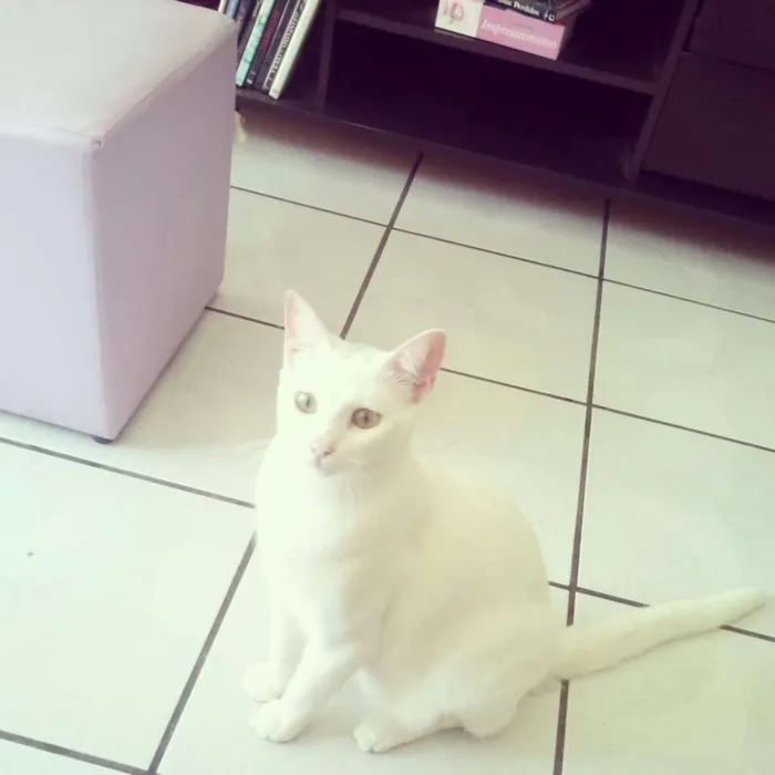 Gato ra a Indefinida idade 1 ano nome Eros