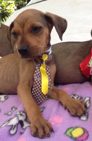 Cachorro raça SRD idade 2 a 6 meses nome Nino